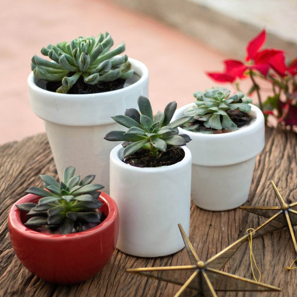Planters by Beruru